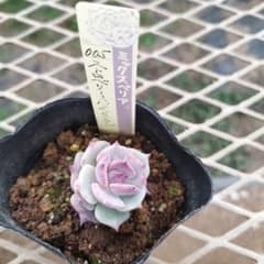 おらいさん ストロベリーミルククラウン 苗 ミックスベリア 多肉植物