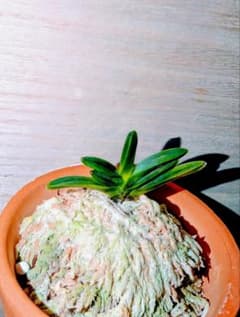 激安!!東京土産編】富貴蘭 好好爺 - メルカリ