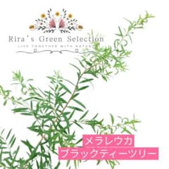 よっちゃん様 リクエスト 2点 まとめ商品のサムネイル