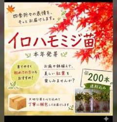 イロハモミジ苗(本年発芽) 200本(抜き苗) [もみじ 紅葉 盆栽]のサムネイル