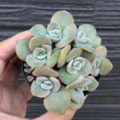 多肉植物　ラブリーローズ　抜き苗のサムネイル