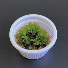 OMG 胞子培養　ビカクシダ Amazon.co.jp: P.willinckii OMG 胞子 ビカクシダ Super Dwarf 05