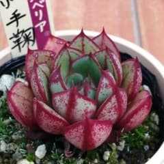 紅手鞠（札付き）ミックスベリア　おらいさん　多肉 メルカリ便】 紅手鞠 ミックスベリア 多肉植物 おらいさん苗 - メルカリ