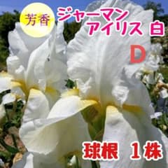 ジャーマンアイリスD 球根1株 第四種郵便 球根大きめ - メルカリ