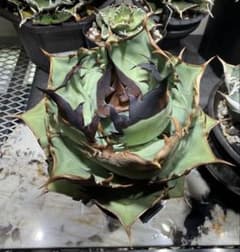 アガベ オアハカ 現地実生 オテロイ 2世のサムネイル