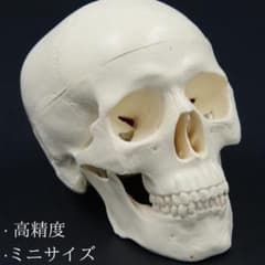 頭蓋，標準型モデル ニミサイズ　高精度のサムネイル
