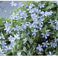 4ポット宿根草 多年草 花苗『プラティアブルー』水色小花 ポット苗