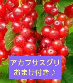 アカフサスグリの苗のサムネイル