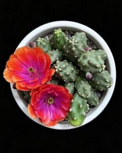 紫煙 新品種花サボテン　エキノケレウス属　水仙太郎 カキコのサムネイル