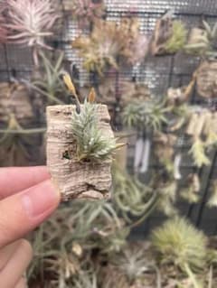 Tillandsia aizoidesのサムネイル