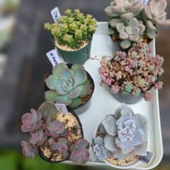 エケベリア6鉢セット多肉植物のサムネイル