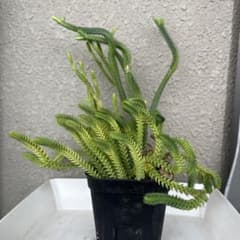 青鎖竜のサムネイル