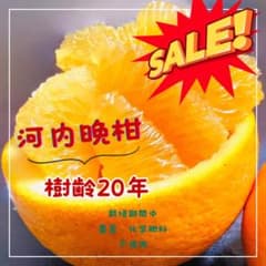 상쾌한 육즙 에히메산 가와치 만감 가정용 7kg 사이즈 혼합
