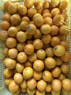有田みかん　早生　３S小玉のサムネイル