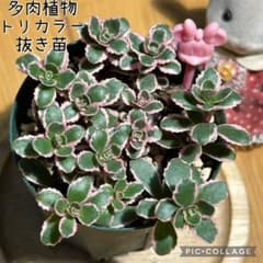 多肉植物 トリカラー 抜き苗 根付き ピンクミニー - メルカリ
