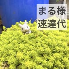 まる様専用　速達代のサムネイル