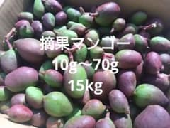 摘果マンゴー 青マンゴー 15kg 10g〜70g - メルカリ