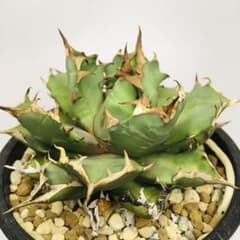 【超高騰品種】姫厳竜 × スーパーボール hyb 特厚短葉強棘 アガベ チタノタ 超高騰品種】姫厳竜 × スーパーボール hyb 特厚短葉強棘 アガベ