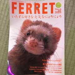 フェレット vol.1のサムネイル