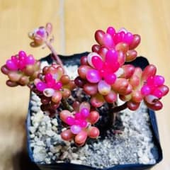 多肉植物 ⭐️レッドベリー錦⭐️韓国苗育成 抜き苗 e176 - メルカリ