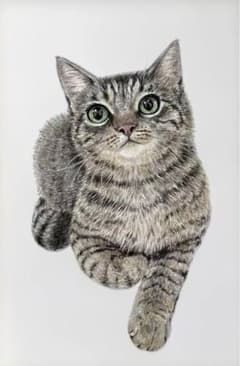 色鉛筆画　猫　キジトラ　原画のサムネイル