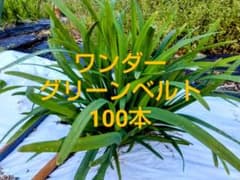 ニラ苗 100本　農薬不使用のサムネイル