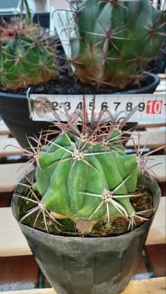 玉サボテン！フェロカクタス属！江守？のサムネイル
