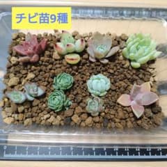 多肉植物 チビ苗9種セットのサムネイル