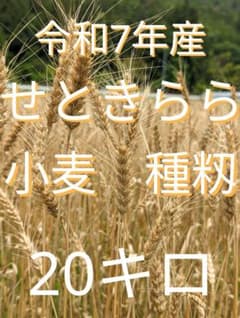 令和7年産　玄麦せときらら　種籾　20キロ 令和7年産 せときらら 種籾 玄麦20キロ - メルカリ