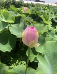 蓮の花 ピンク、白色 観賞用 生花のサムネイル