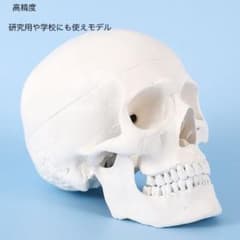 頭蓋，標準型モデル 1:1高精度 skull スカル 教育のサムネイル