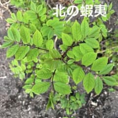 ヤチダモ苗木　1.2メートル若木の落葉樹 緑色の羽状複葉　大小セット ヤチダモ苗木 1.2メートル若木の落葉樹 緑色の羽状複葉 大小セット