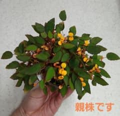 原種ベゴニアヴァンケルコウェニー/Begonia vankerckhoveniiのサムネイル
