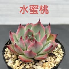 多肉植物 エケベリア 水蜜桃 抜き苗 - メルカリ