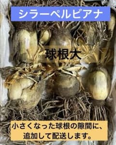シラーぺルビアナ球根／紫色の花／球根／無農薬／宅急便コンパクト配送のサムネイル