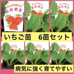 まっくす いちご苗セット　宅急便配送 まっくす様専用 いちご苗セット 宅急便配送