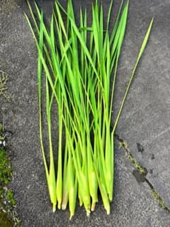 乾燥マコモダケの葉80g　ネコポスサイズカットのサムネイル