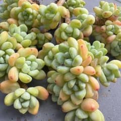 ラウル　1ヶ　カット苗＊手に持っているのが1ヶになりますのサムネイル