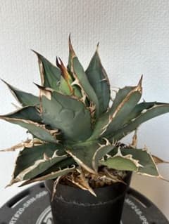 オアハカ オテロイ 現地株 coyote 宇多田さん - メルカリ