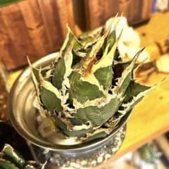 アガベ 海王［烈海王］大株 S級選抜株 特価 最終値下げ - メルカリ