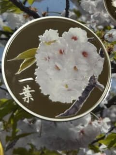 桜の通り抜け 2015 銀製メダルのみ(一葉)のサムネイル