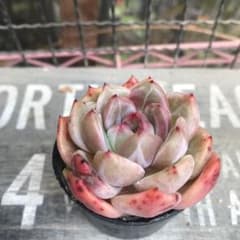 多肉植物　ルビン×ラウリンゼのサムネイル