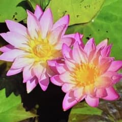 熱帯睡蓮　トロピックサンセット　②のサムネイル