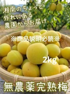 ⑰ 梅 完熟梅 2kg 訳あり 無農薬のサムネイル