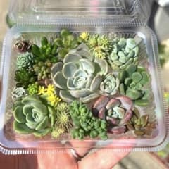 多肉植物　多肉弁当　ちまちま寄せ　寄せ植え　セダム　エケベリアのサムネイル