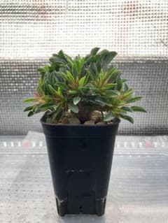 ユーフォルビア ギラウミニアナ 実生 塊根植物のサムネイル