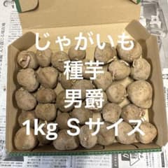 じゃがいも　種芋　男爵　1kg Ｓサイズのサムネイル