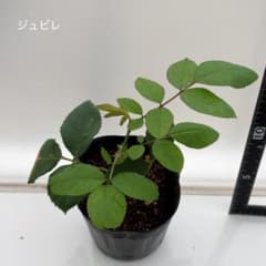 バラ　挿木苗　ジュビレデュプリンスドゥモナコのサムネイル