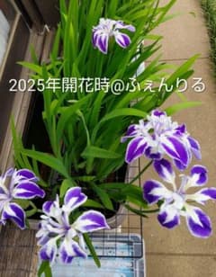 舞孔雀 カキツバタ 杜若 メダカのビオトープ等に 5 - メルカリ