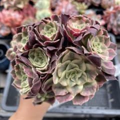 ホワイトウェディングドレス アエオニウム 多肉植物 - メルカリ